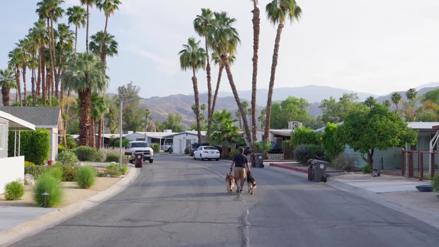 A residential street bordered by palm trees where a person walks two large dogs on leashes across the street