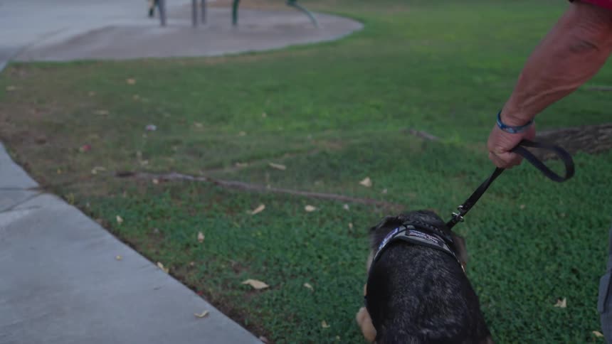 A man walks a dog in a park
