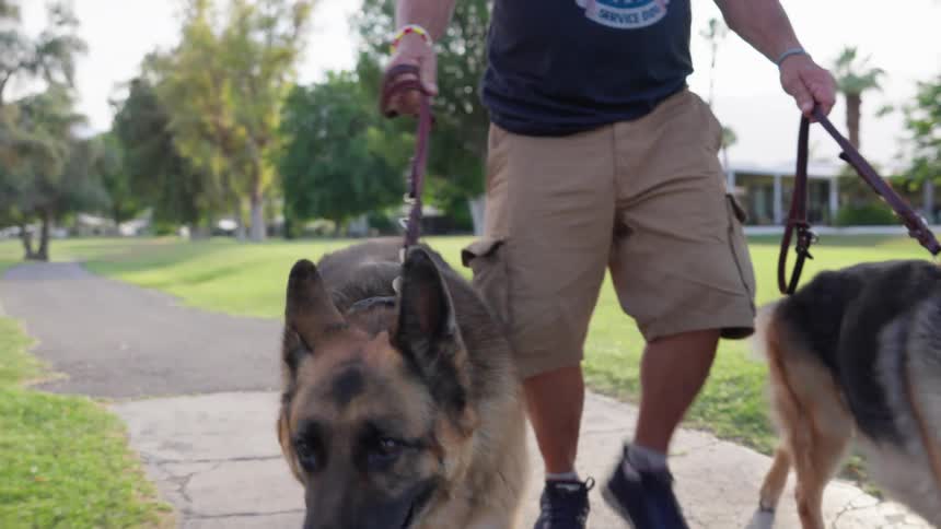 A man is walking two dogs