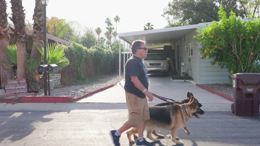 A man is walking his dogs