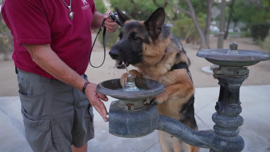 A man brings a german shepherd by the leash to drink water from a fountain