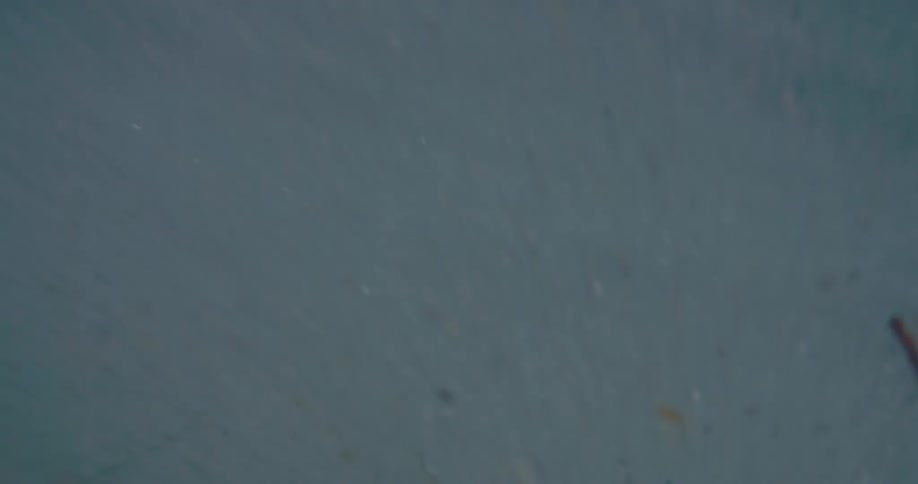 A view of murky underwater with some objects moving near the bottom