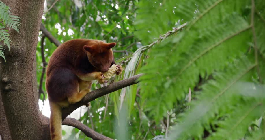 Kangaroo with brown fur on top of a branch eating a fruit