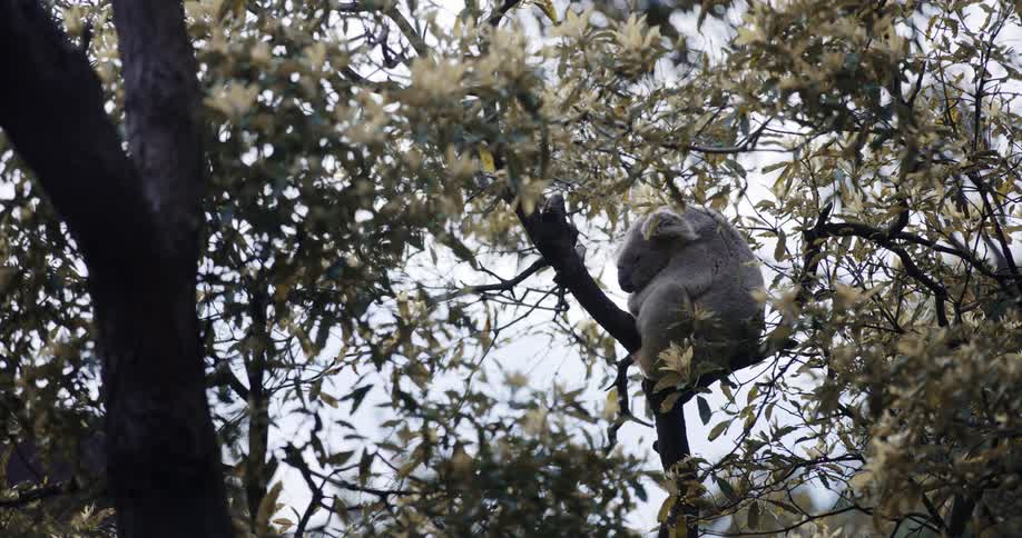 Koala sleeping on the branches of a tree