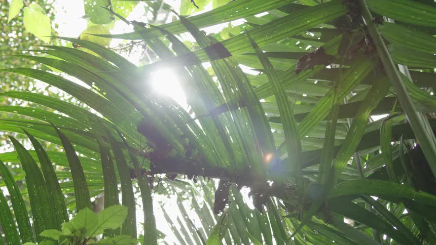 Sunlight filtering through tropical leaves in a forest