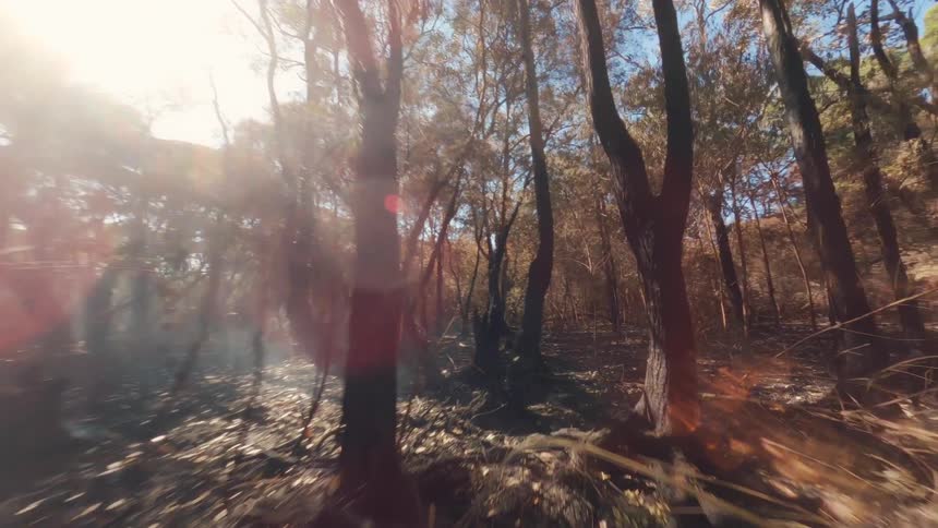 A forest with dead trees and dead leaves on the trees fpv drone aerial