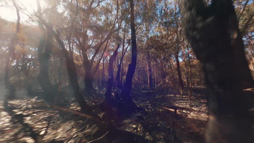 Scene of a forest with fires seen during the day