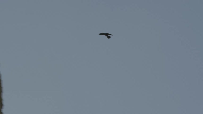 Bird flying above rocks