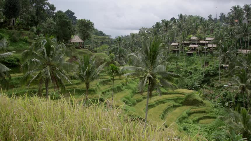 Rural area with hills and palm trees and a tropical atmosphere on a cloudy day