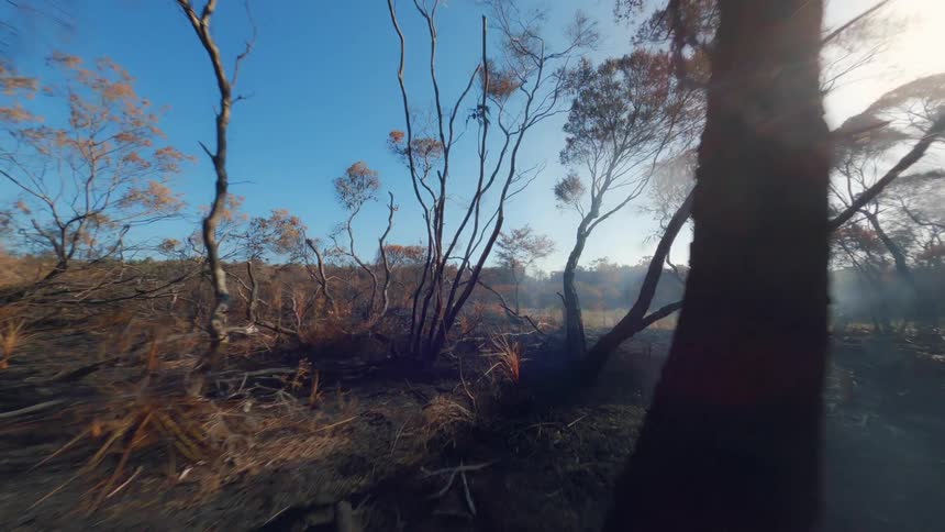 Forest with burnt parts during the day fpv drone aerial