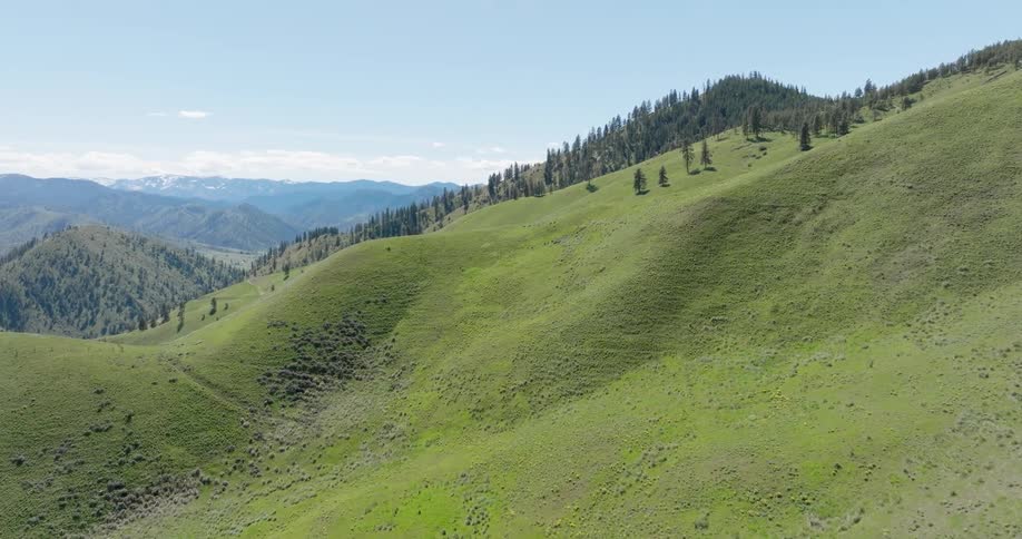 A serene landscape with rolling hills covered in lush green grass dotted with trees