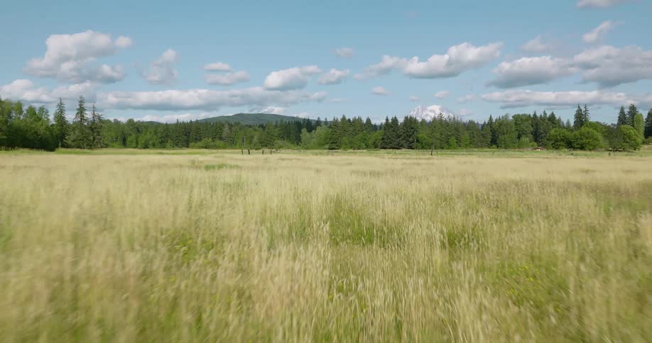 Slow push over long prairie grass towards an evergreen forest with Mount Rainier in the distance