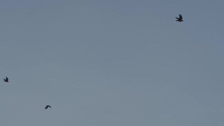 Birds flying over the cloudless blue sky