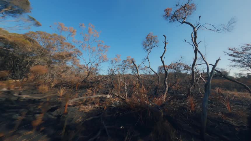 Aerial view of a forest with charred trees smoke rises from the ground evidence of a recent fire