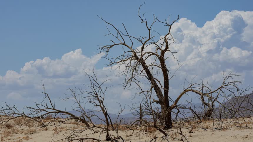 Dry trees in a desert setting with mountains in the background and clouds passing by