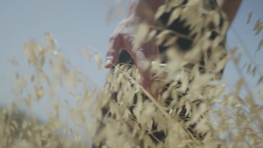 Man hand being passed through leaves in a field