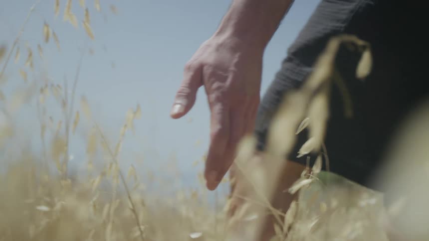 A hand gently brushes against tall grass in a field