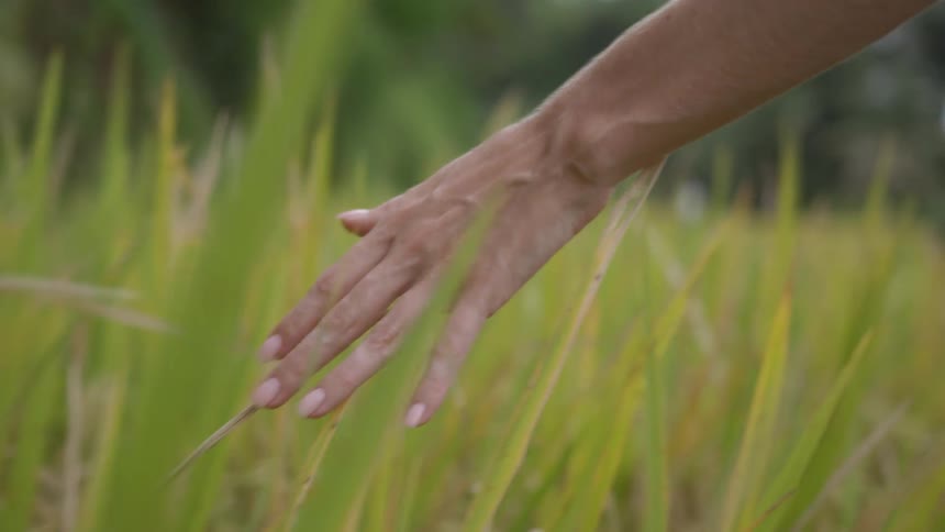 A woman runs her hand over tall spiky grass in a field