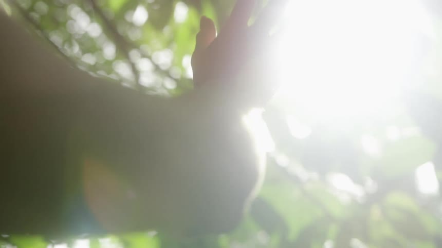 Close up of a hand reaching out towards the light filtering through a canopy of leaves