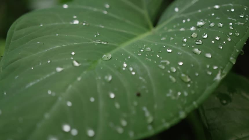 A closeup of a green leaf with scattered water droplets