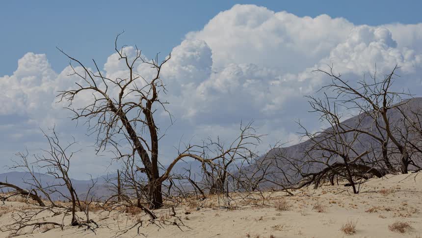 Dry vegetation in a desert region with mountains in the background and clouds passing by