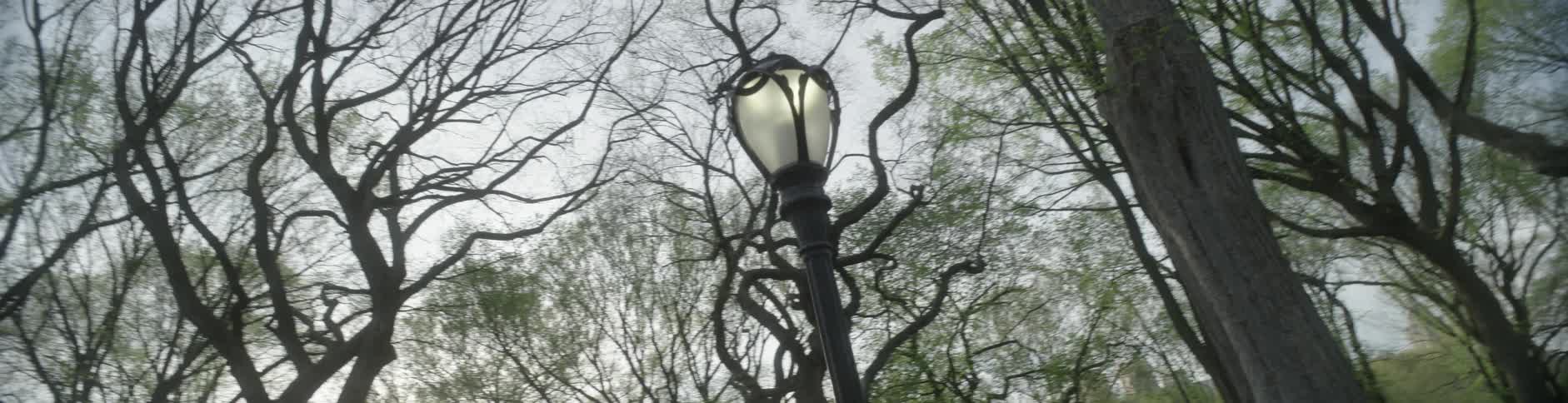 A lamp post is under these trees