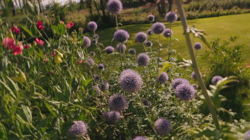 A whipping pan around a dandelion