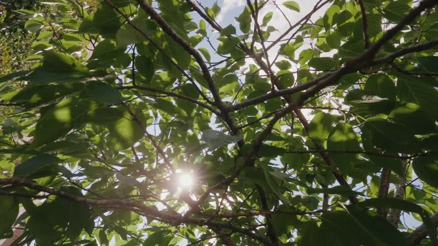 The top of a tree is shown with the sky and sunshine poking out from between branches