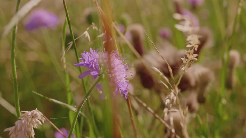 Purple flowers in tall grass in a field