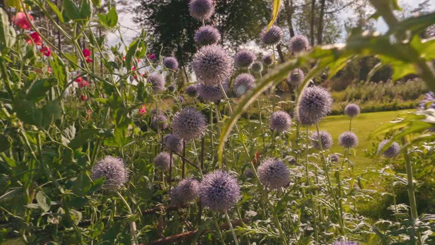 Butterflies and bees on purple flowers in a garden