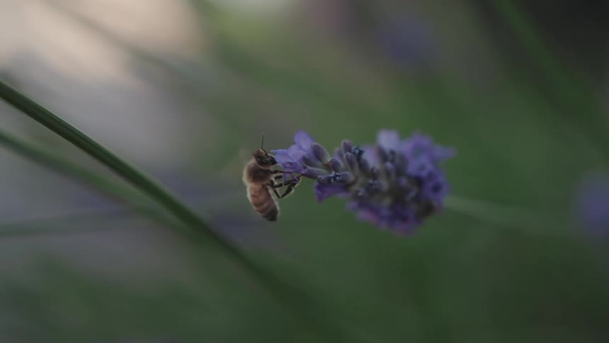 Bee on a purple flower flies away