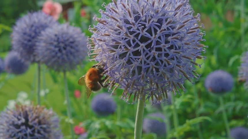 A bee perched on a purple bee balm flower in a field
