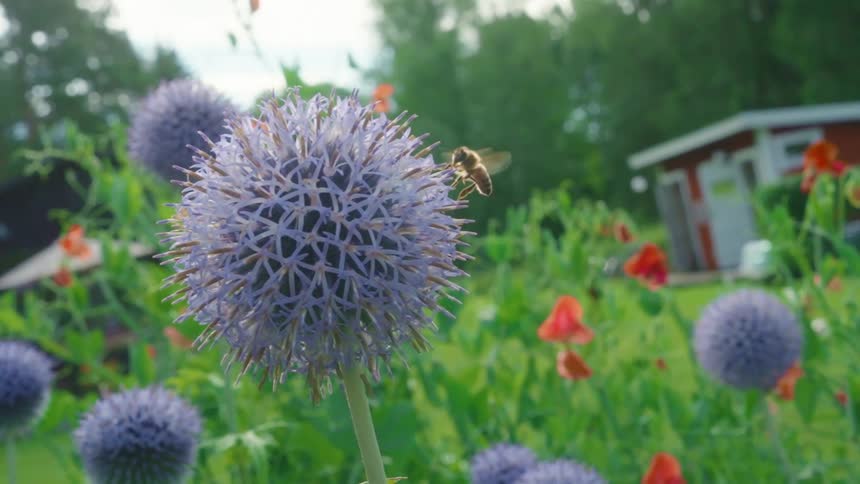 Bee flies from a large spherical flower in a garden on a lawn bordering a grove of trees during the summer