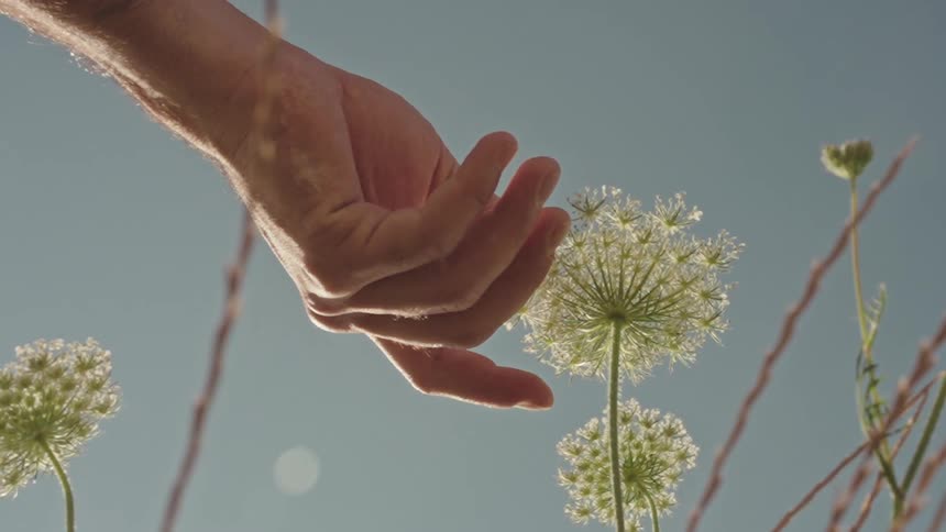 A mans hand slowly touches a dandelion against a clear blue sky