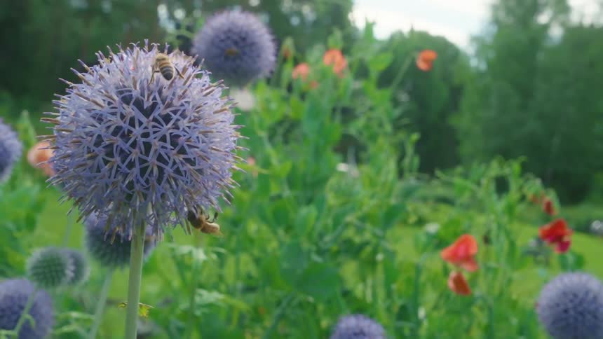 Bee on a purple flower in a garden