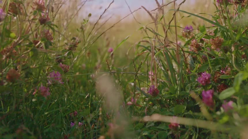 Garden with purple flowers and dry green grass