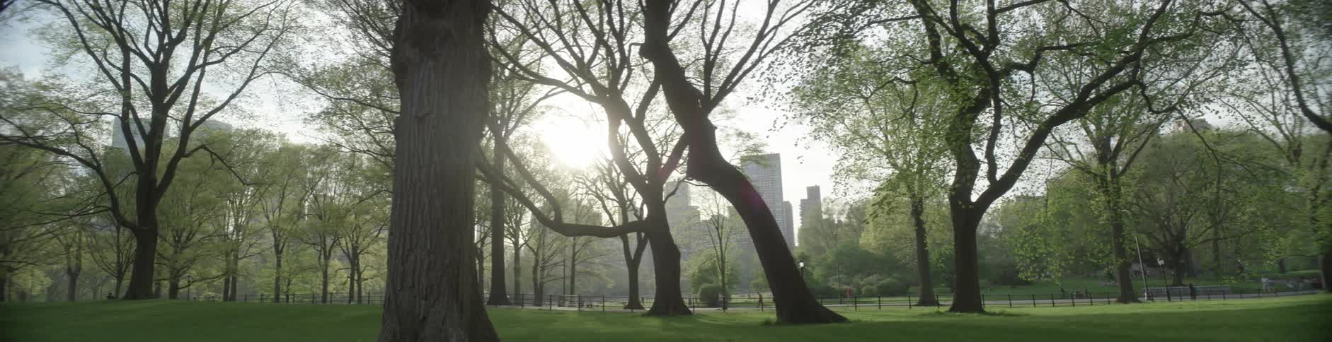The sun shines through trees in a city park