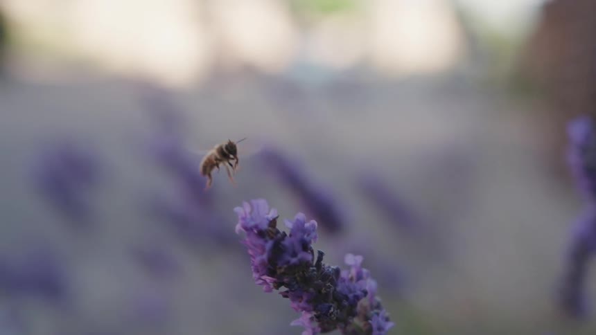 A closeup of a lavender flower with a bee hovering above it