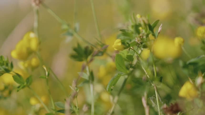 Yellow flowers with green leaves on thin branches in a garden