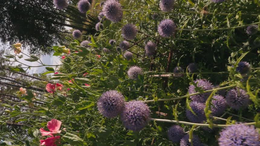 A lush garden filled with vibrant purple and pink flowers with bees flying around