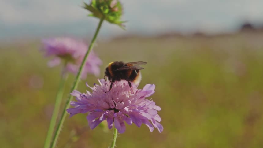 Bee pollinating a pink flower in a field