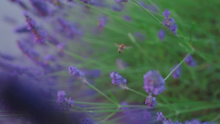Bee flying near purple flowers