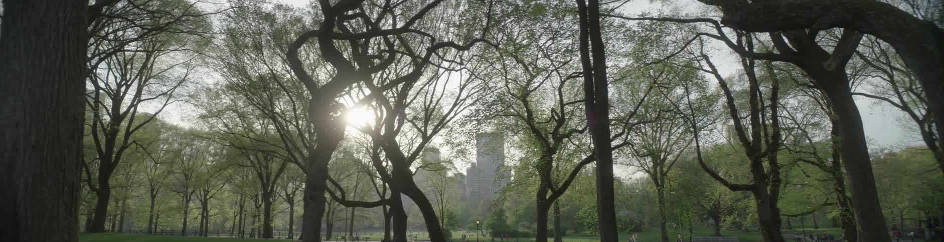 Trees are in a park before a large city