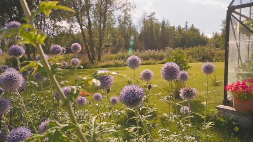 Garden with flowers and butterflies flying