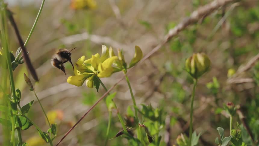 Close up of a bee above a flower