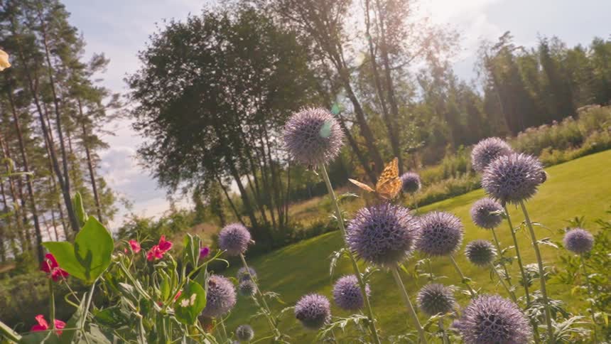 A monarch butterfly flies in slow motion from one flower to another in a garden