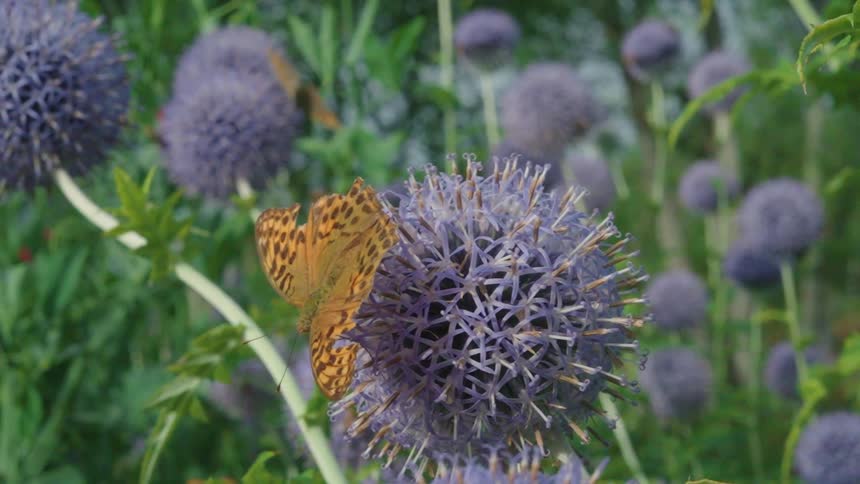 Butterfly sits on a purple flower while a bee flies through the flower garden
