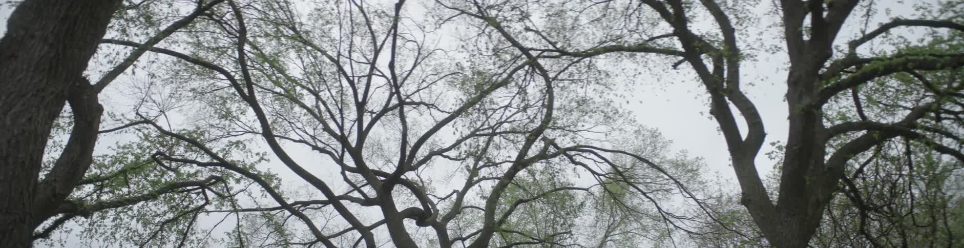 A tree with lots of branches and leaves