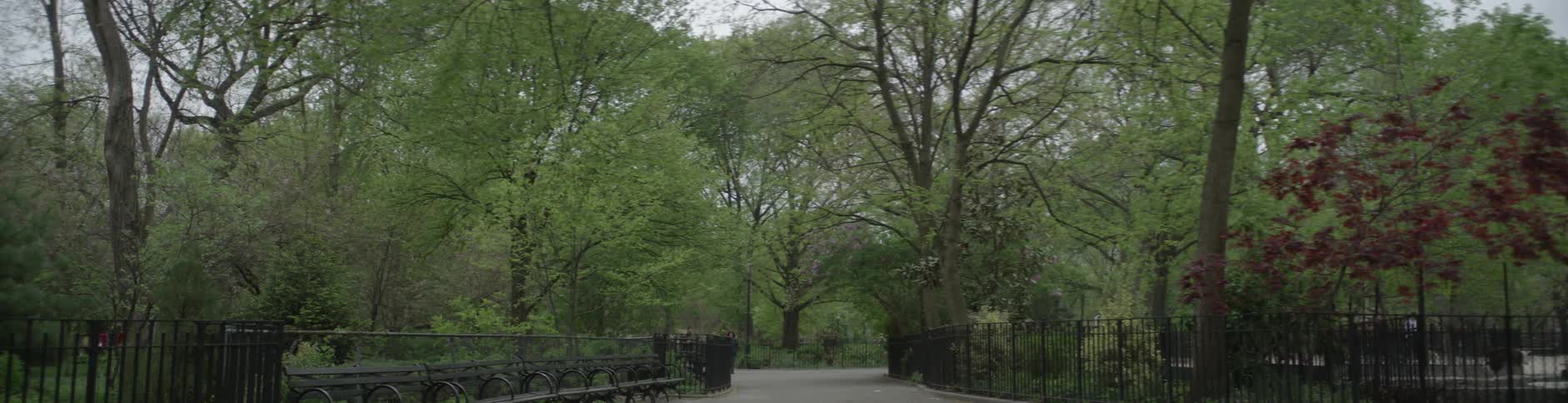 A view of trees in a woods or near a path in a park