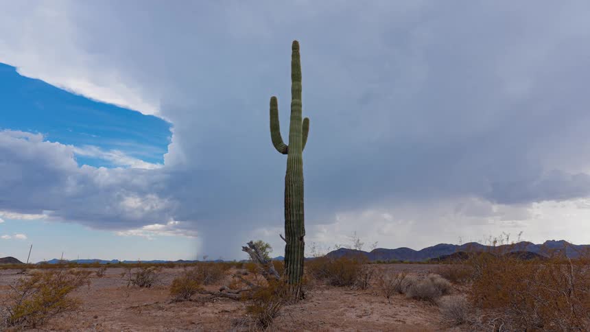 Storms drop rain over mountains near a desert with a cactus
